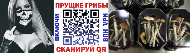 hydra как войти  Киреевск  Псилоцибиновые грибы прущие грибы 
